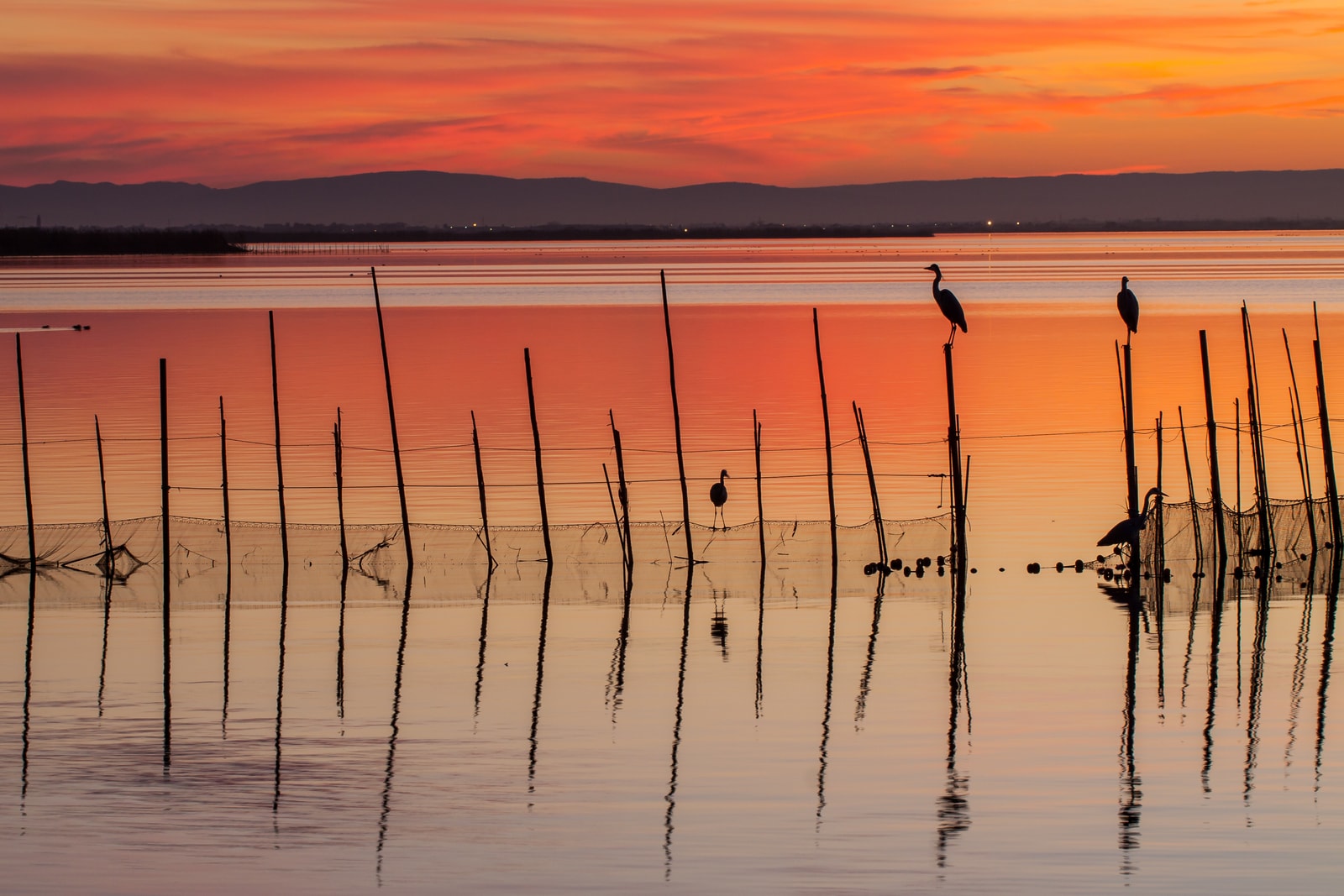 Birds perch on wooden poles in the calm, reflective waters of the Albufera lagoon at sunset.