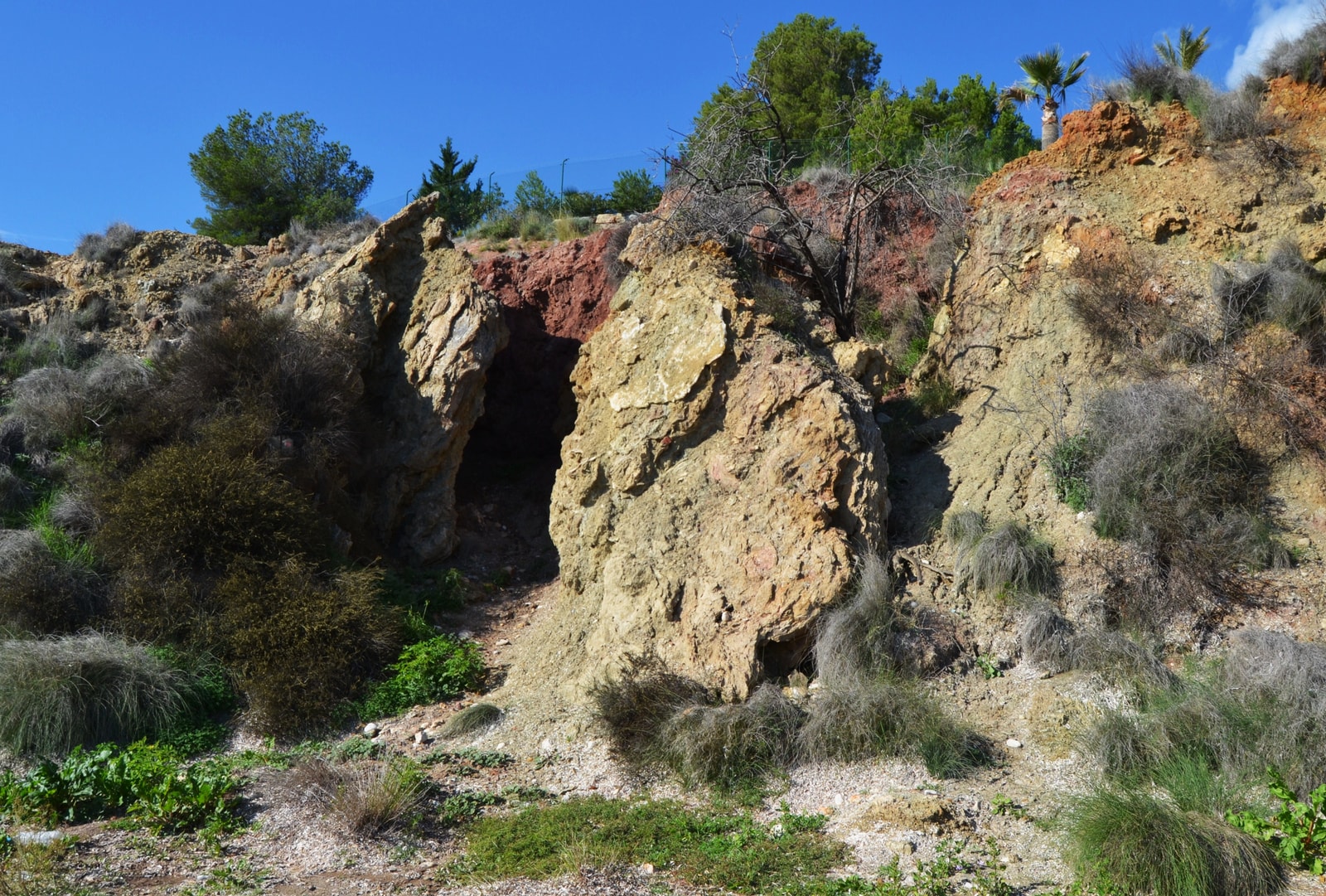 A close-up shot of weathered, layered rock formations identified as fossilized dunes at Playa de l'Olla, with green vegetation growing in crevices.