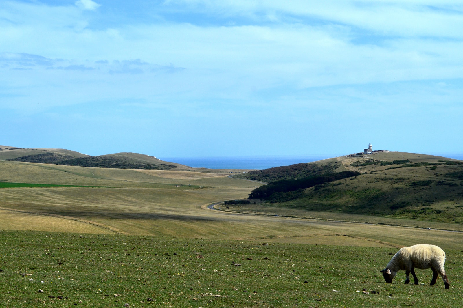 A sheep grazes on a green hillside with the historic Belle Tout Lighthouse visible in the background against a blue sky.