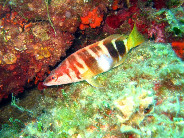 An underwater close-up of a colorful painted comber fish swimming near the Mediterranean seabed.
