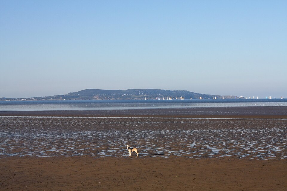 A view across a vast mudflat at low tide, with a distant headland and a small dog in the foreground.