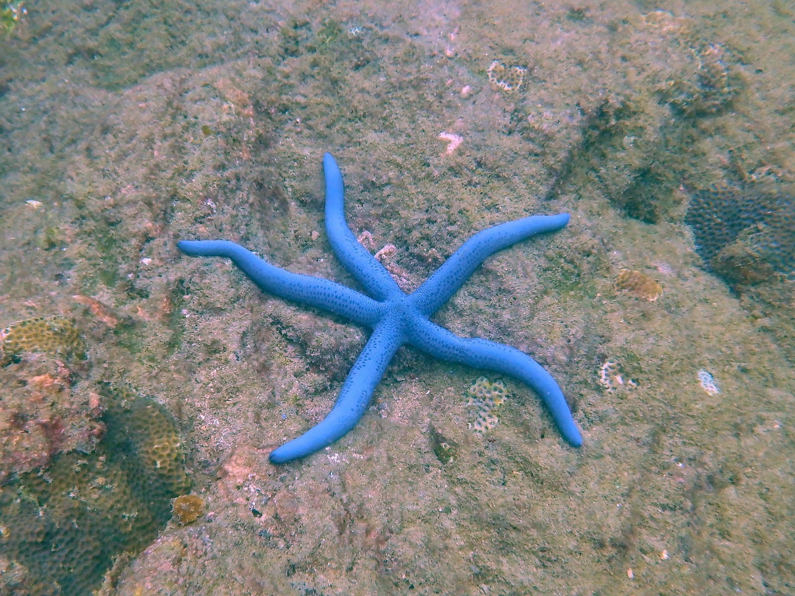 A vibrant blue sea star rests on the sandy seabed in the clear waters of Sirinat.