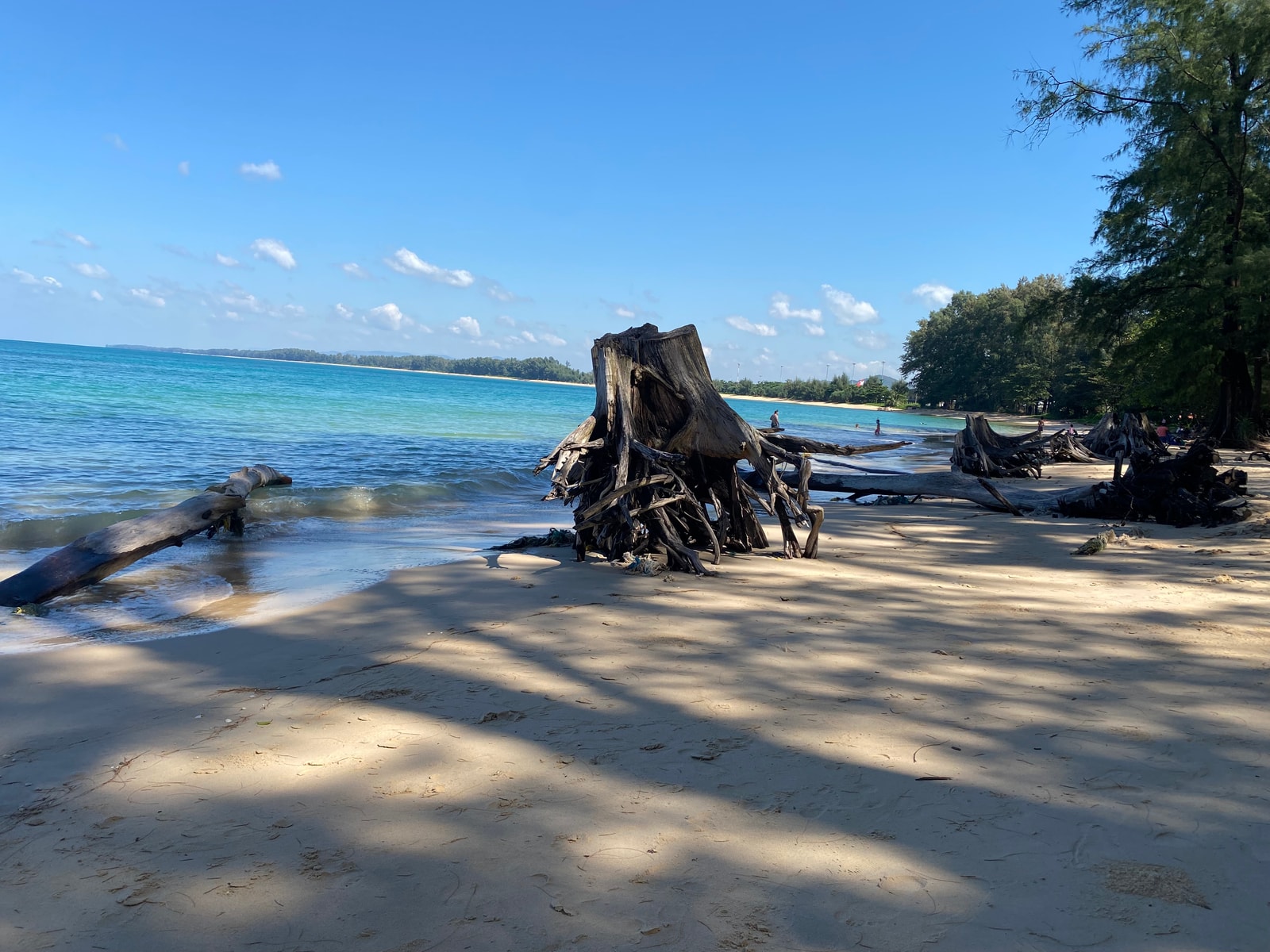 The exposed roots of a weathered tree are embedded in the sand at the edge of the water on Nai Yang Beach.