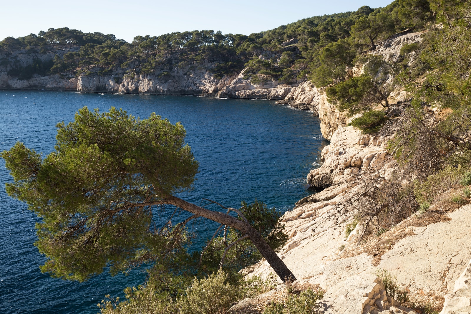 A wind-sculpted pine tree leans out from a white limestone cliff, overlooking the deep blue water of the Calanque de Port-Miou.