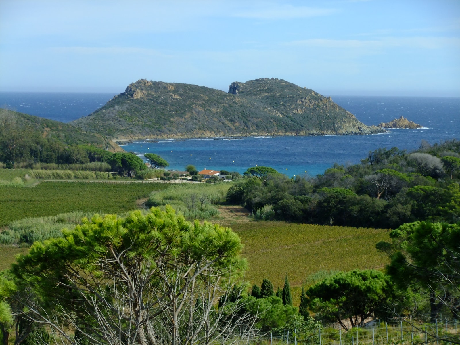 A picturesque landscape showing green vineyards framing a secluded blue cove and the rugged peninsula of Cap Taillat.
