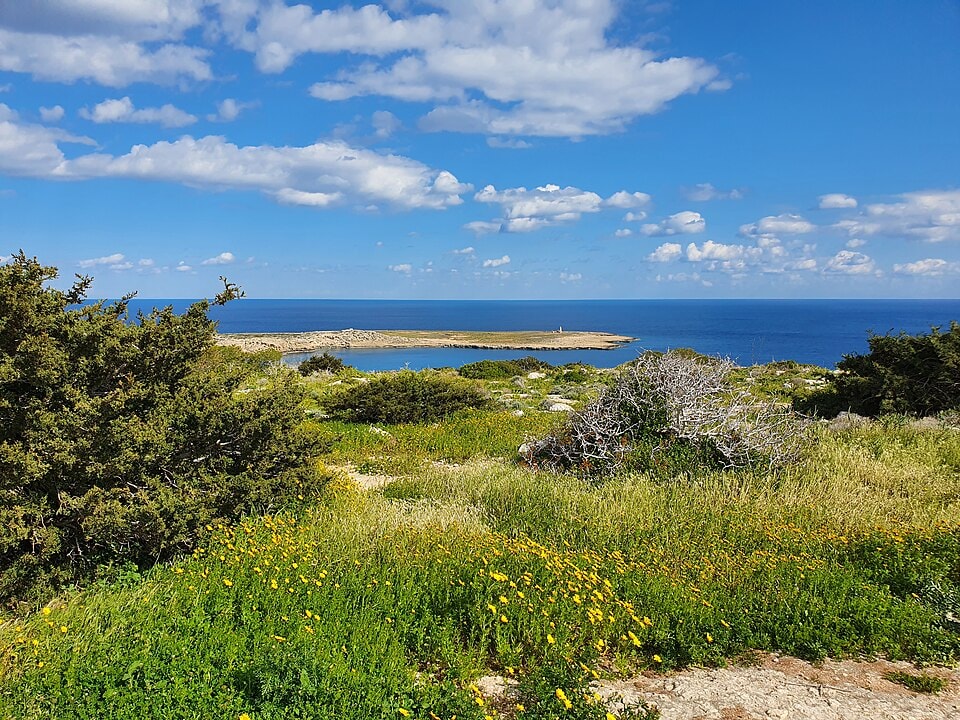 The coastline of Cape Greco with yellow wildflowers in the foreground and the turquoise sea in the background.