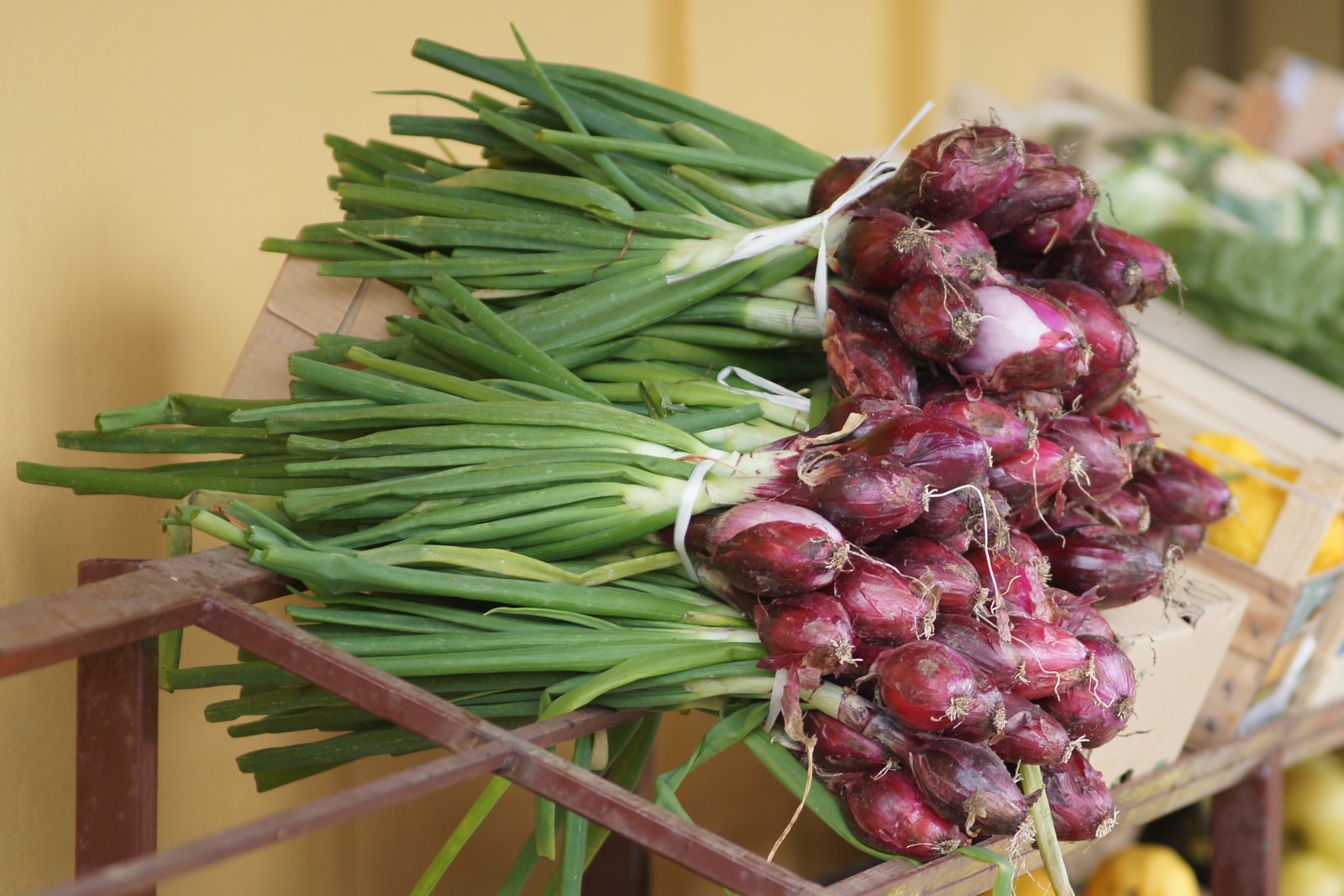 Freshly harvested bundles of the famous sweet red onions, Cipolla Rossa di Tropea.