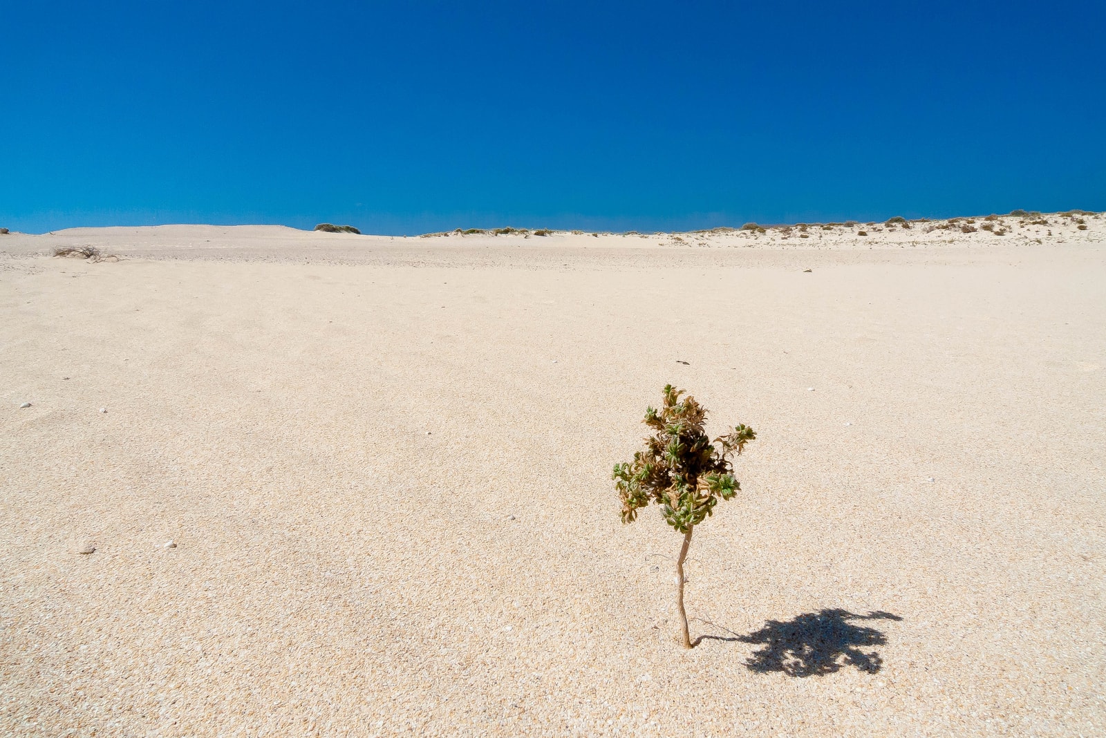 A native green shrub grows in the middle of a vast sand park under a stark blue sky, representing a minimalist natural landscape.