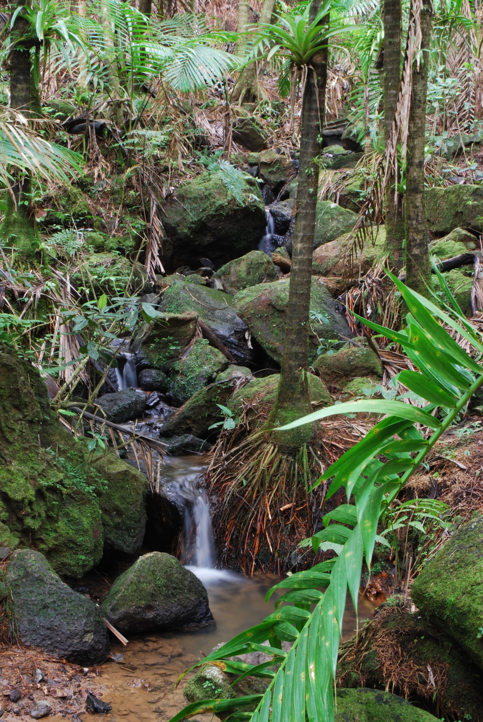 A cascading waterfall flows over large, mossy rocks surrounded by lush green rainforest foliage.