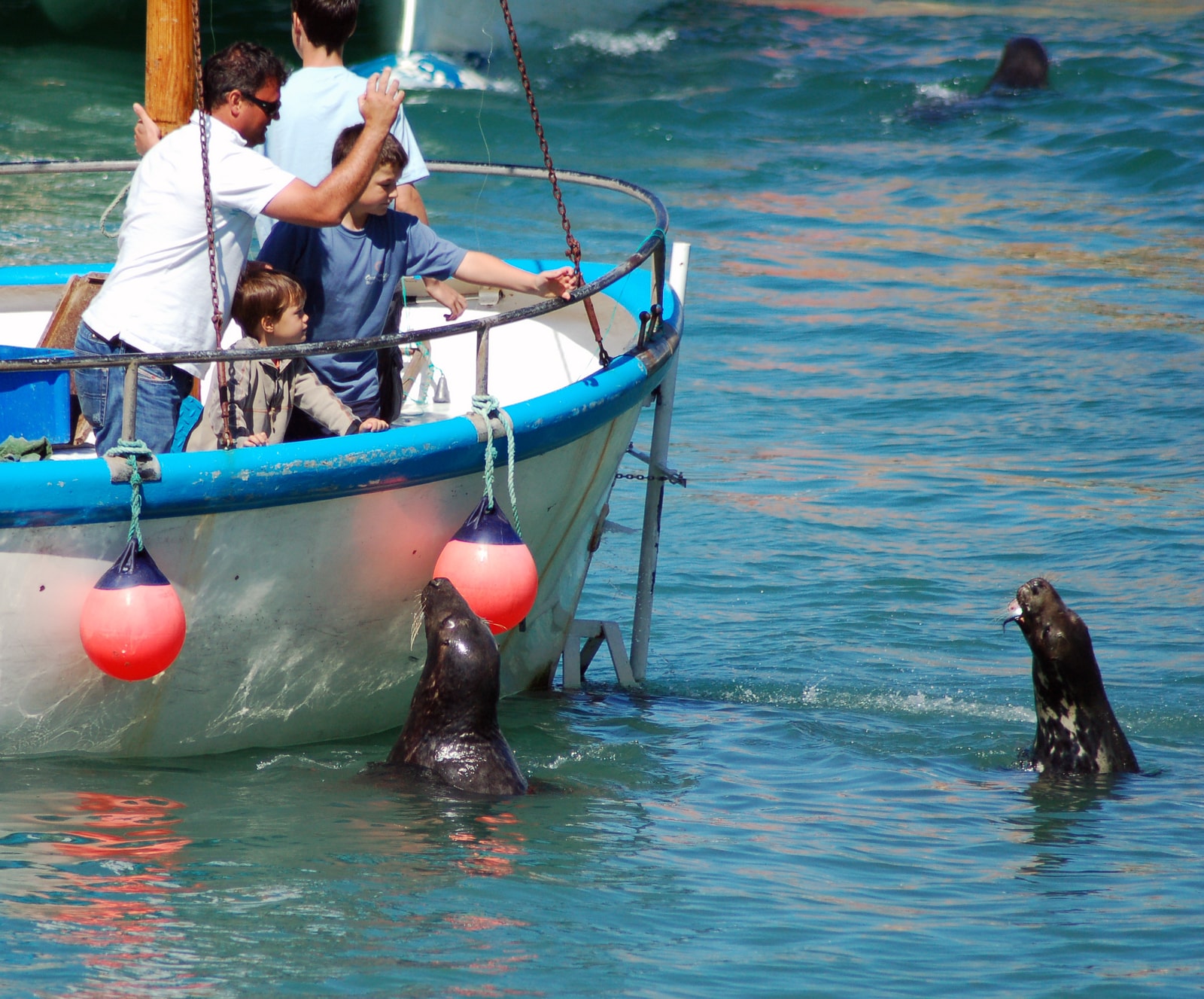A person feeds a fish to a grey seal in Newquay harbor.