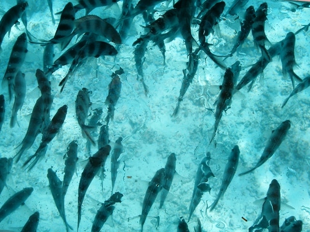 A shot from inside a glass-bottom boat in Grand Baie, looking down at small fish swimming over the reef.