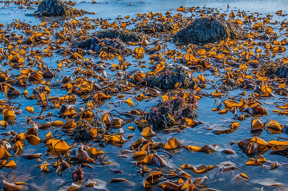 Green algae covers rocks on a shoreline.