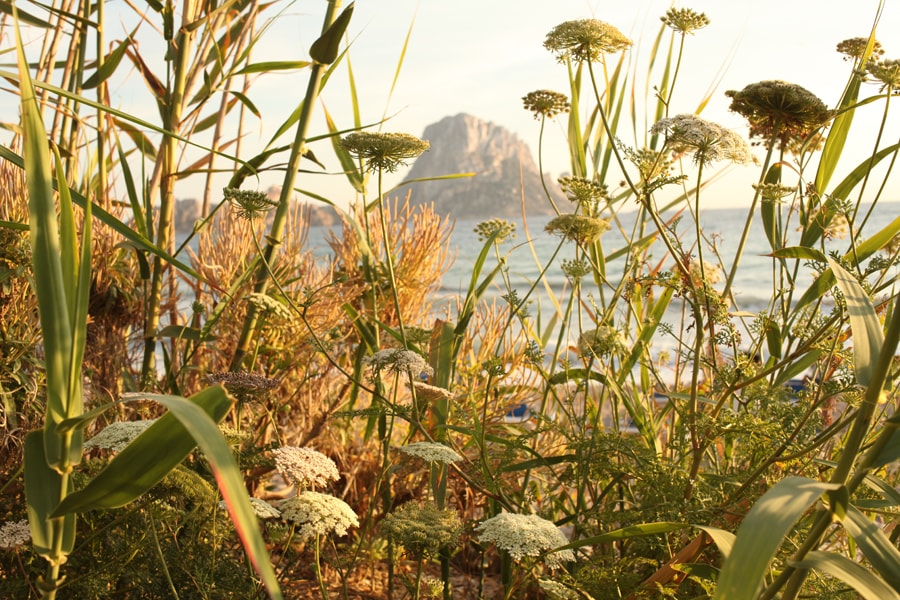 The towering, mystical limestone island of Es Vedrà seen from the Ibiza coastline, with vibrant coastal flowers in the foreground.