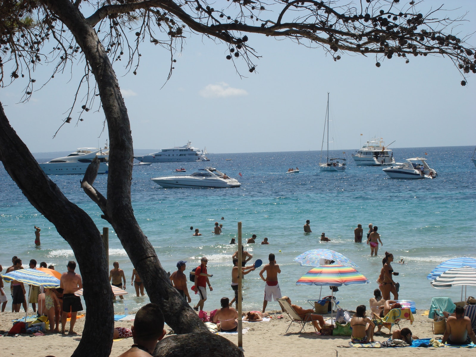 A sunny day at Ses Salines beach, with luxury yachts floating on the turquoise water in the distance, framed by the branches of pine trees.