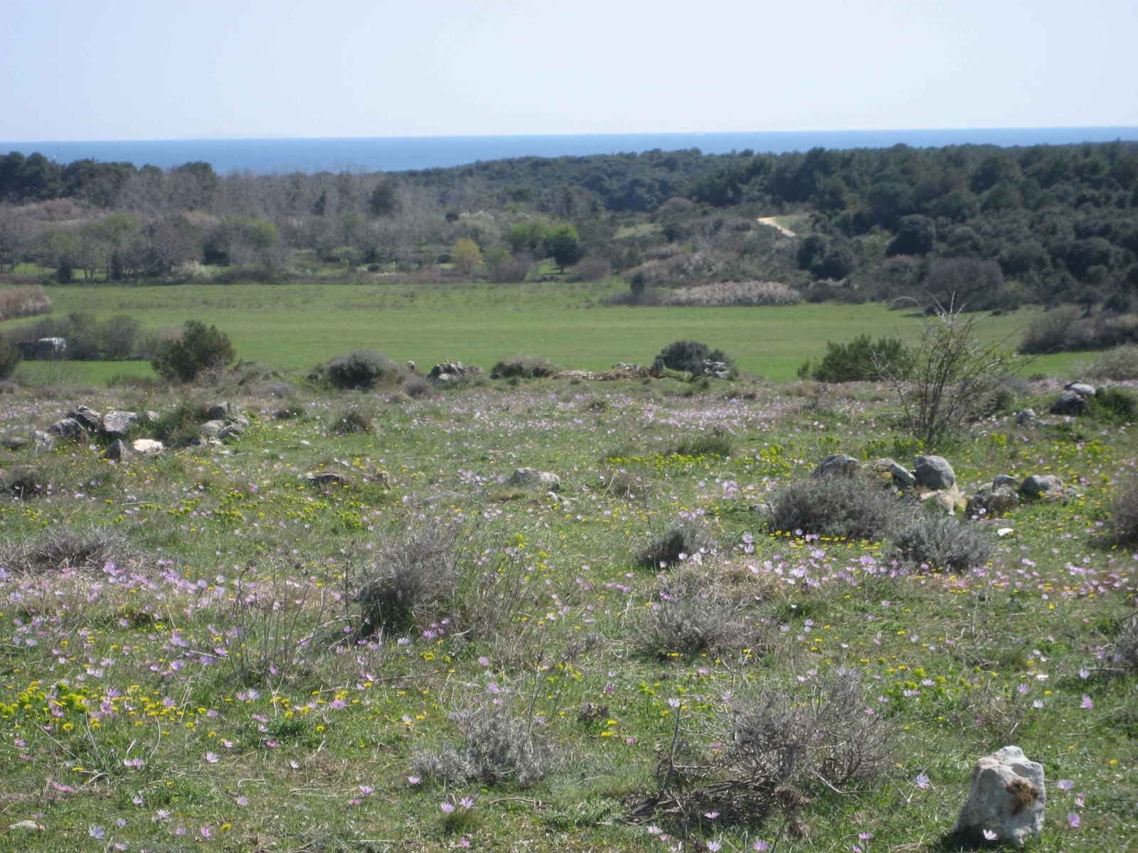 A spring meadow with yellow and purple wildflowers blooms on a green hillside overlooking the blue Adriatic Sea at Cape Kamenjak.
