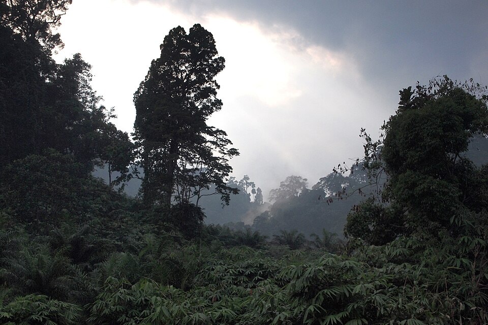 The deep forest wilderness of Khao Lak-Lam Ru National Park, with misty, layered tropical trees creating an atmospheric scene.