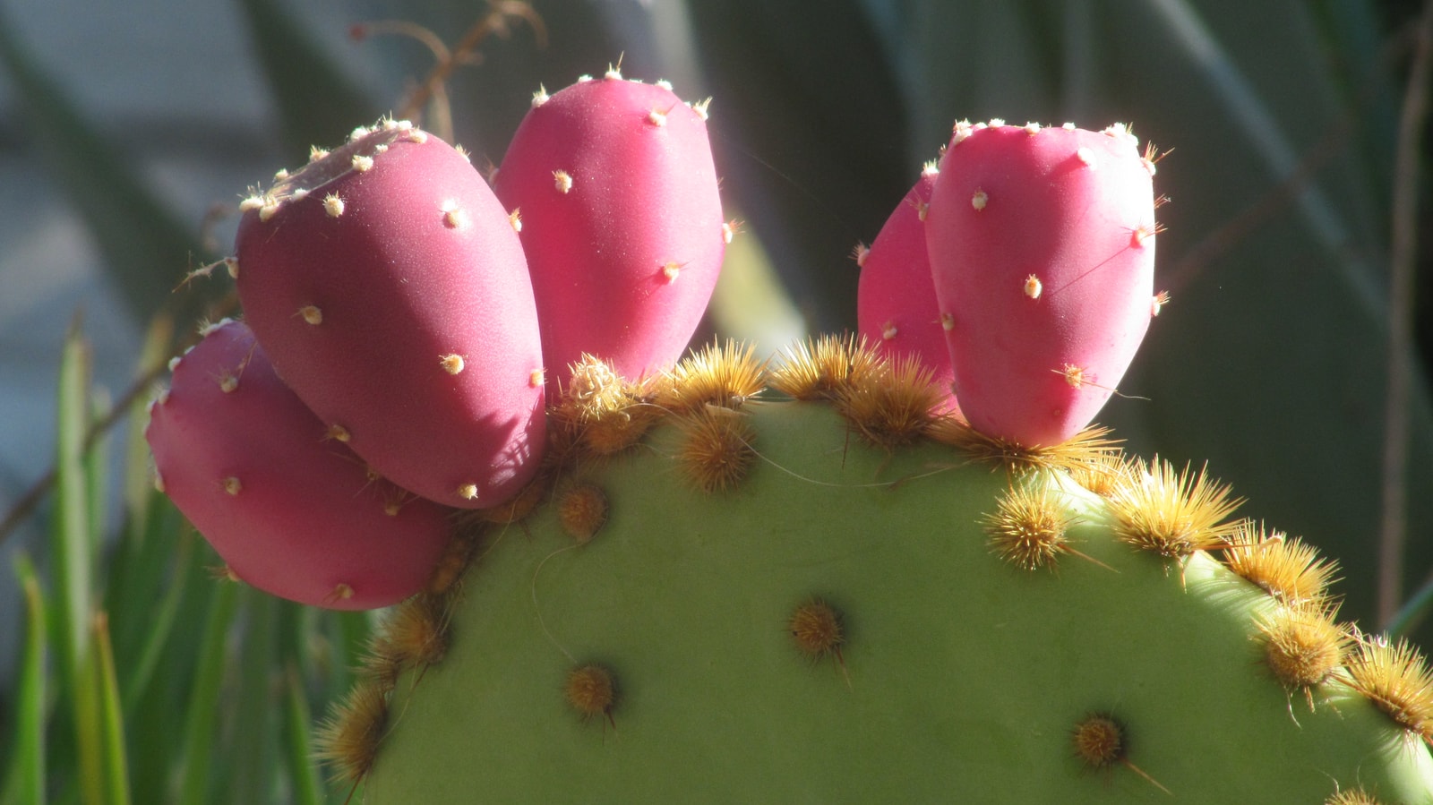 Ripe pink prickly pear cactus fruits against green pads.