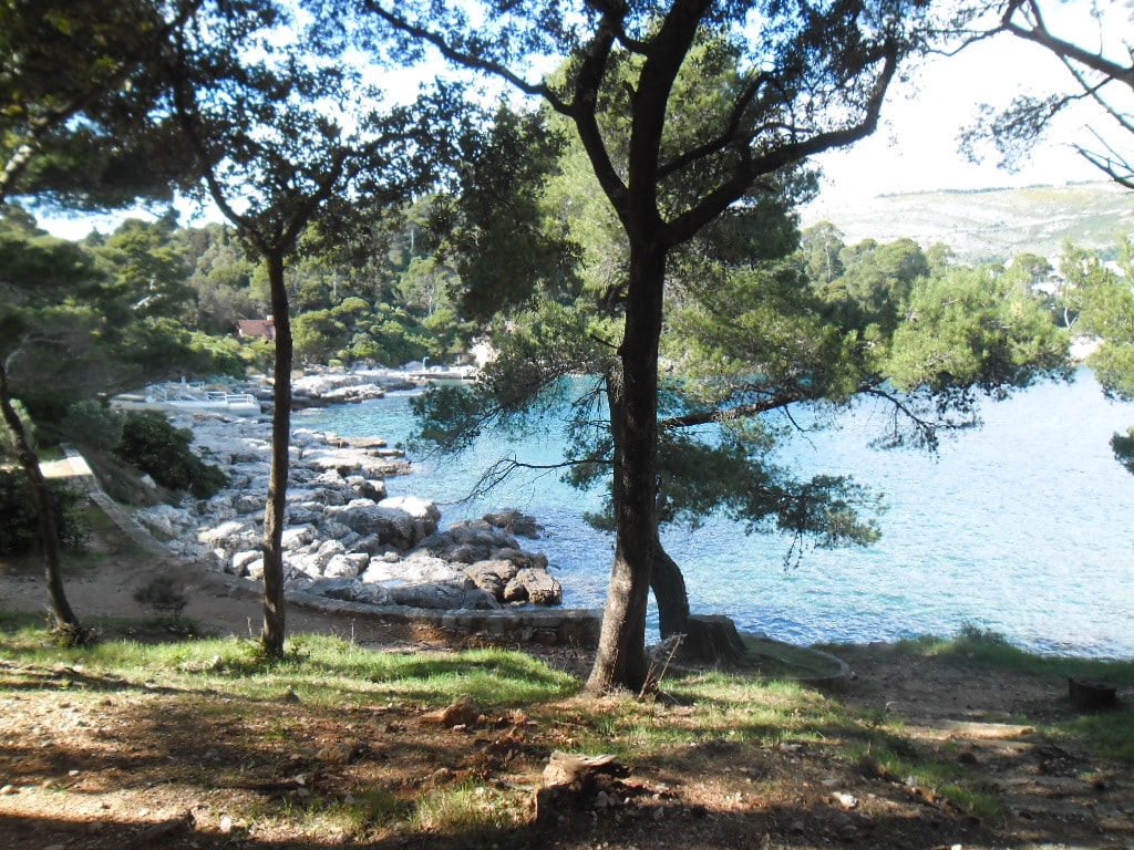 A secluded, shady grove of pine trees on a coastline, with the blue sea visible through the branches.