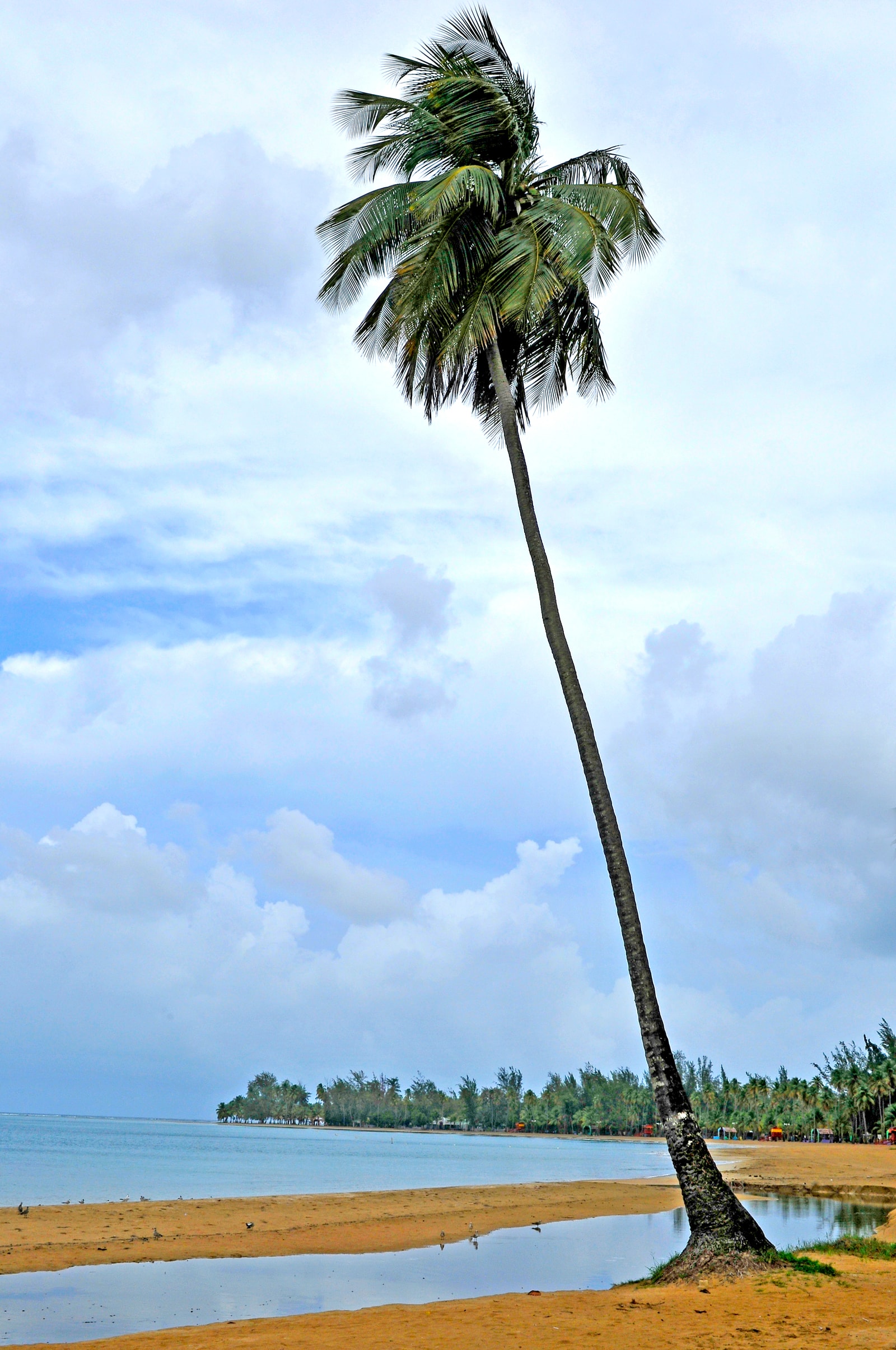 A leaning palm tree arches over a calm, reflective pool of water on the sandy shore of Luquillo Beach.