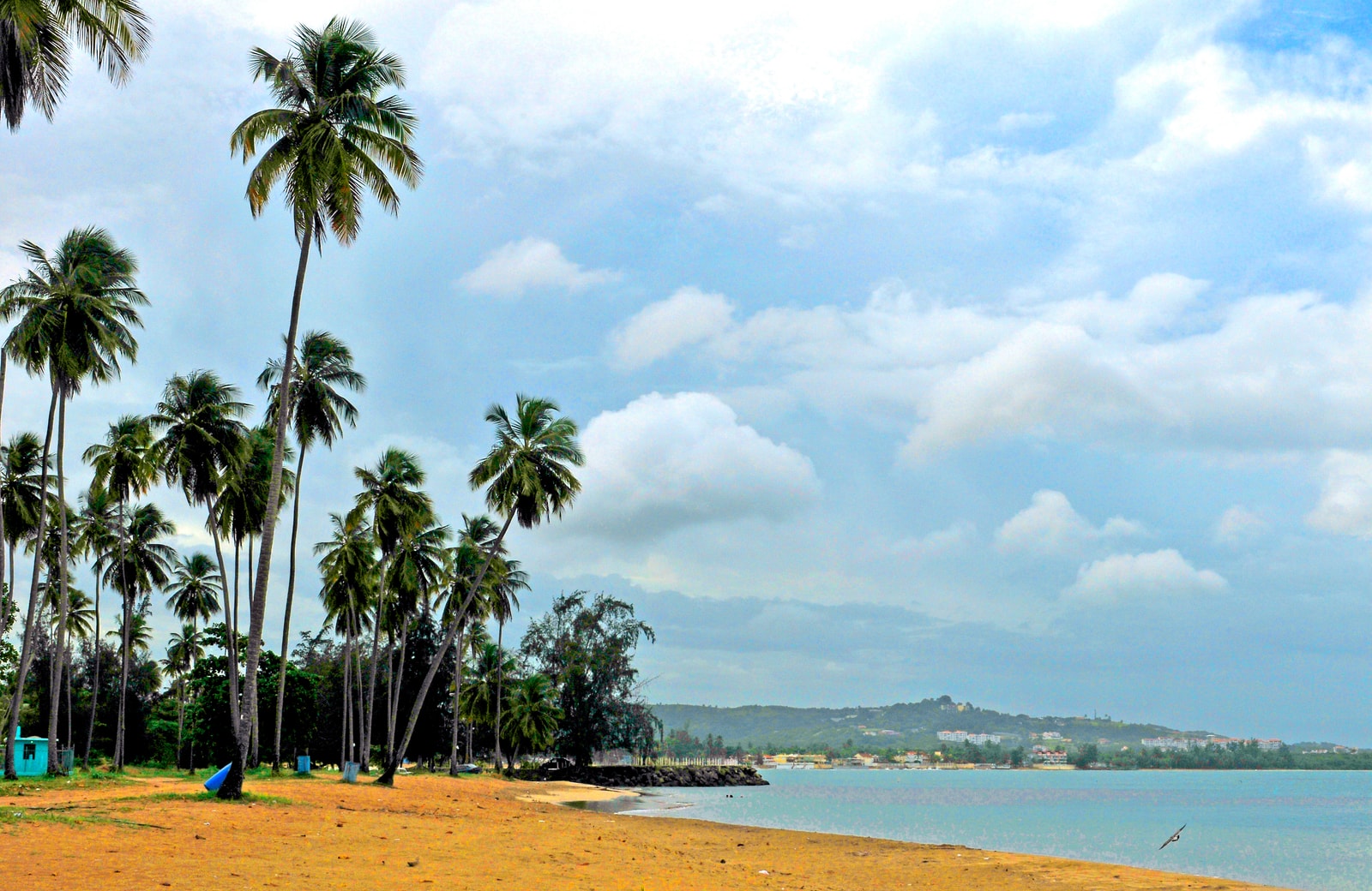 A wide, open stretch of sandy beach is lined with a thick grove of palm trees under a blue sky.