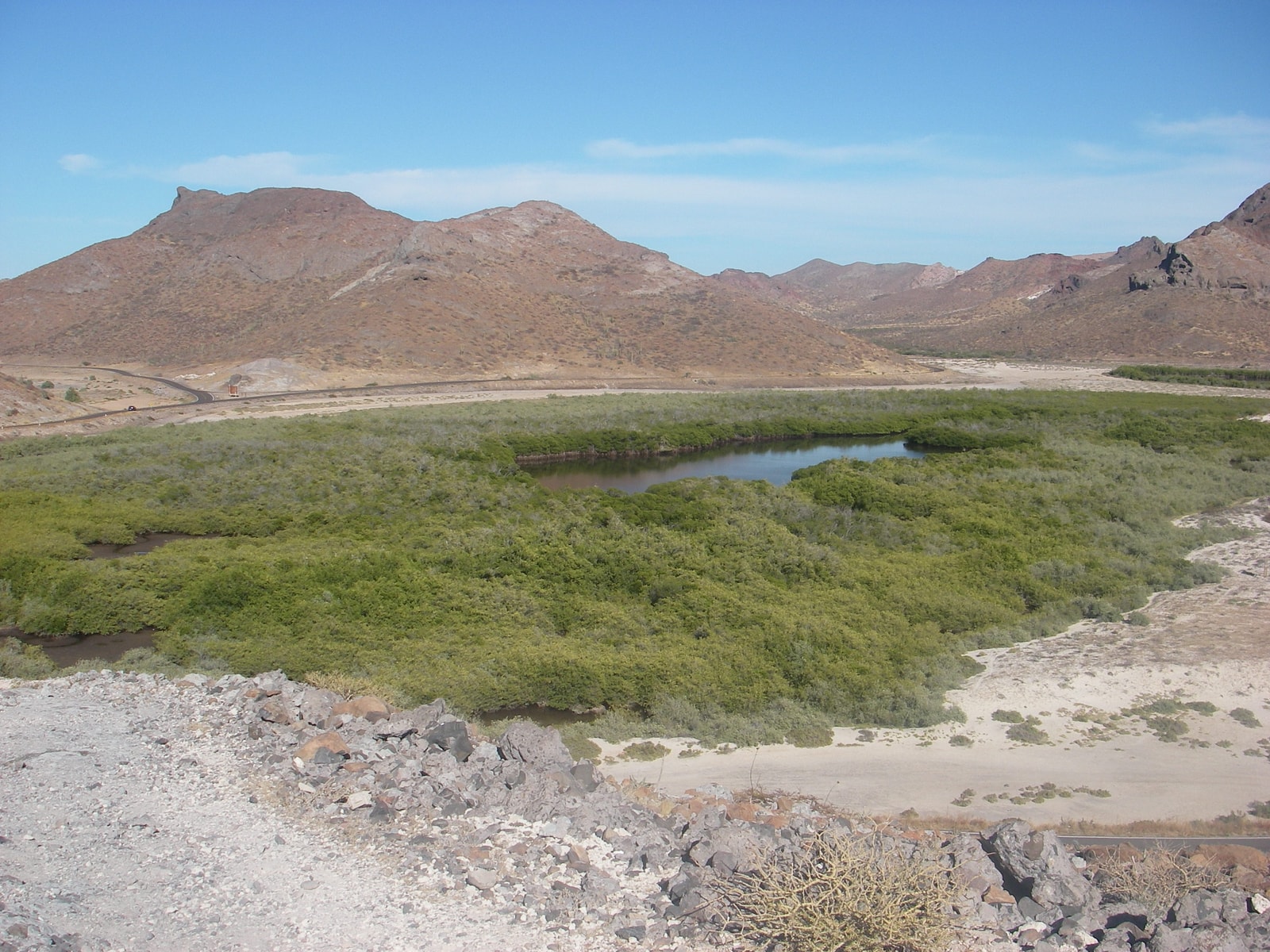 Mangrove trees grow at the edge of the water, with arid desert mountains rising in the background.