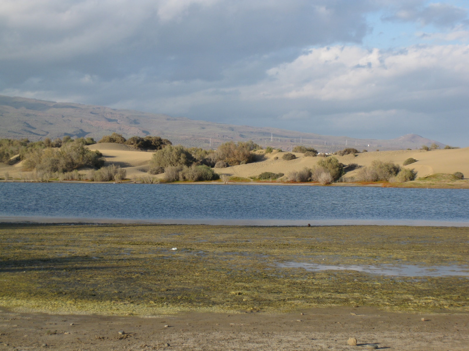 A calm, brackish lagoon sits at the edge of golden sand dunes under a blue sky.