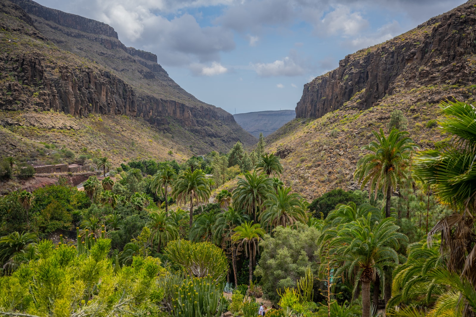 A dramatic view of a lush green valley filled with palm trees, surrounded by steep, rugged volcanic canyon walls.