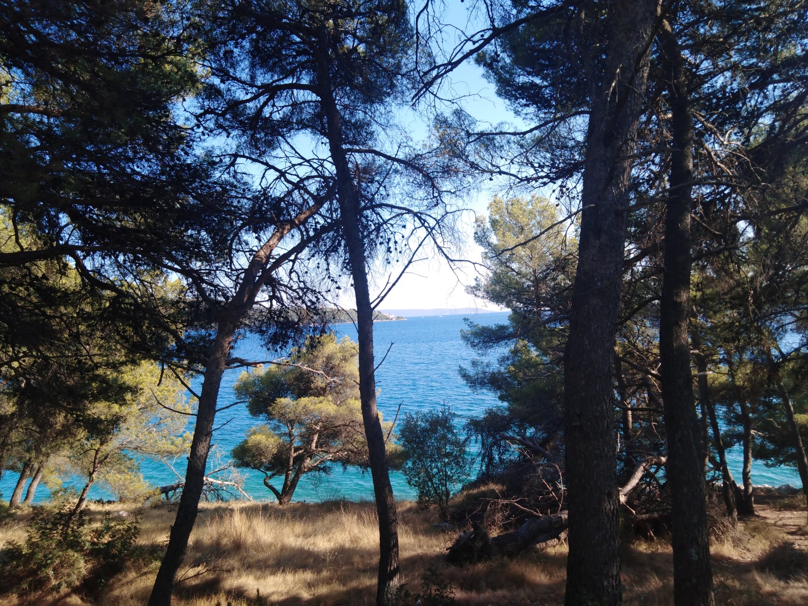 A view of the bright blue sea at Medena Beach, framed by the trunks and branches of a dense pine grove.