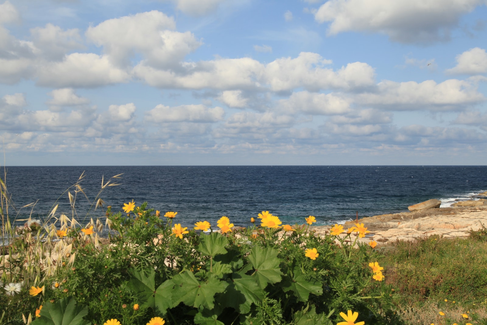 A view of the wild, karstic limestone coastline of Pembroke, Malta, with yellow wildflowers blooming in the foreground.
