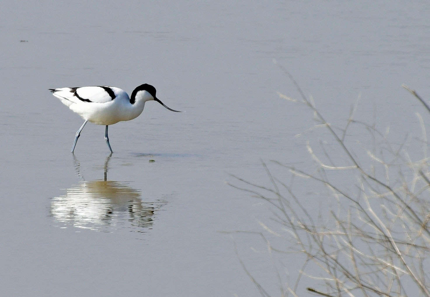 An elegant black-and-white Pied Avocet wades in shallow water, creating a perfect reflection.