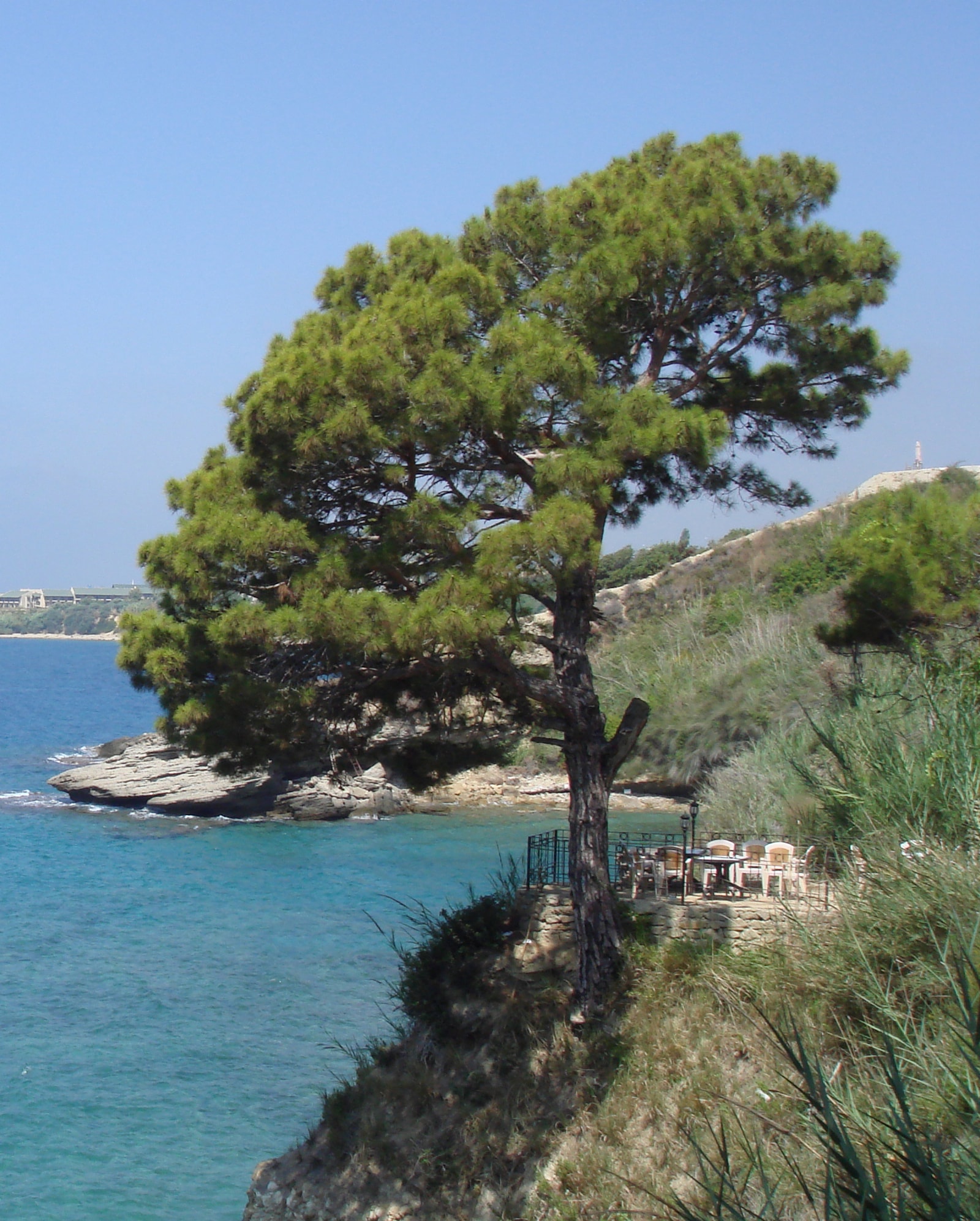 A Turkish pine tree with green needles overlooks the turquoise Mediterranean Sea.