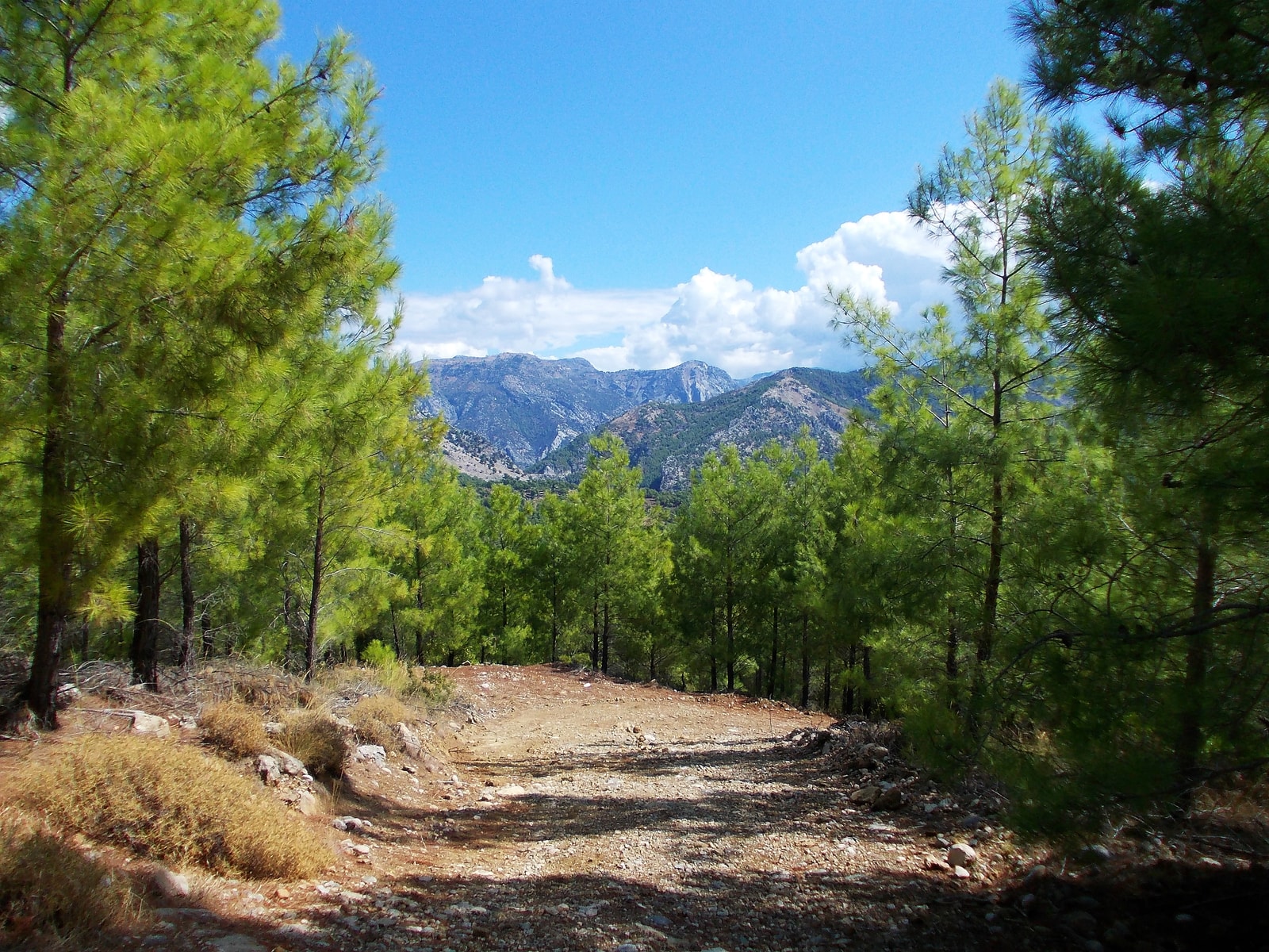A dirt track winds through a forest of tall pine trees near Side, with mountains visible in the distance.