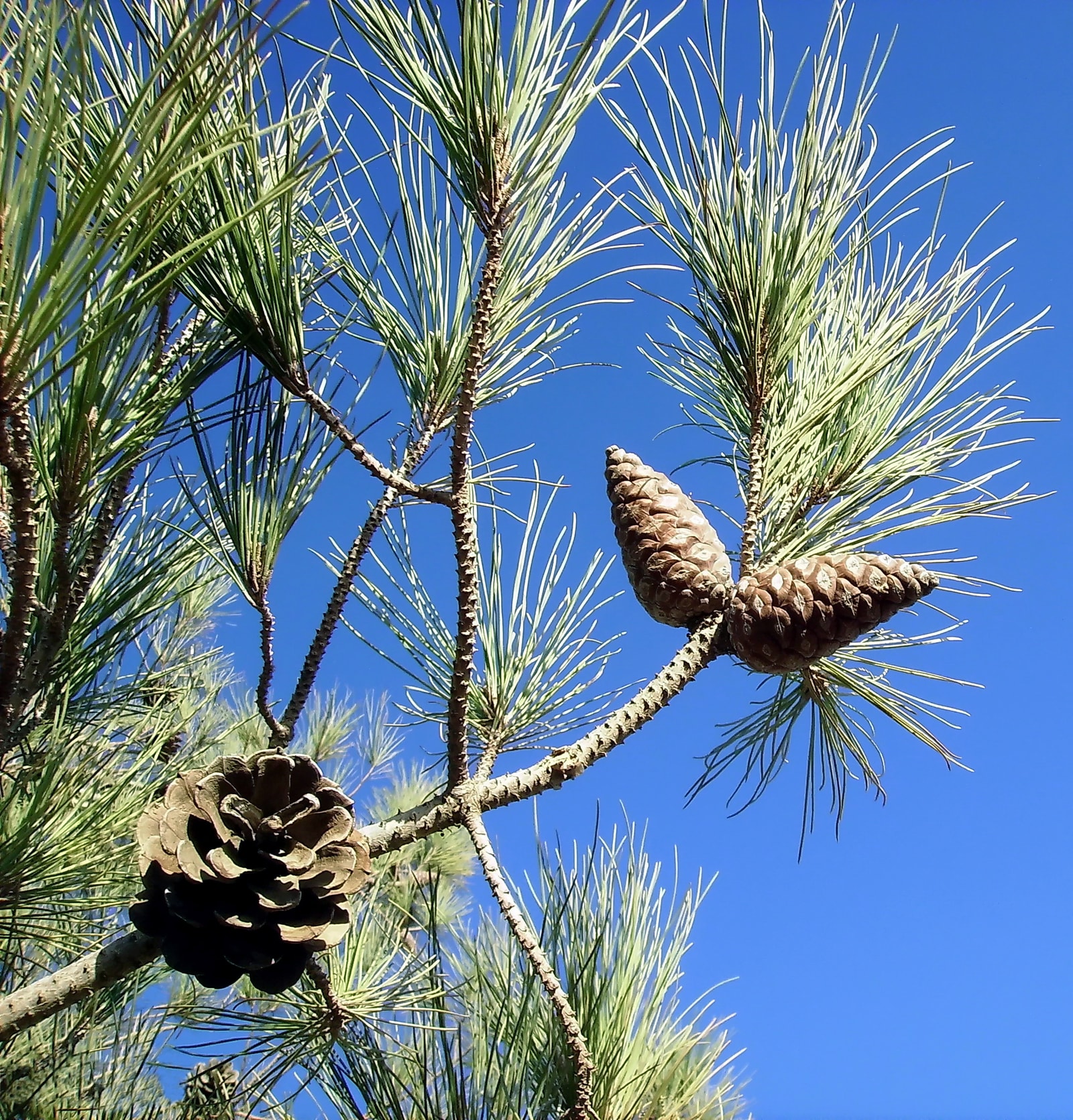A close-up of the green needles and brown cones of a Pinus brutia, or Turkish pine.