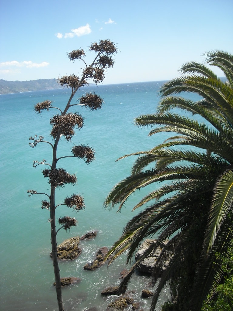 Palm trees frame a view of a tranquil beach with turquoise water and distant hills under a clear blue sky.