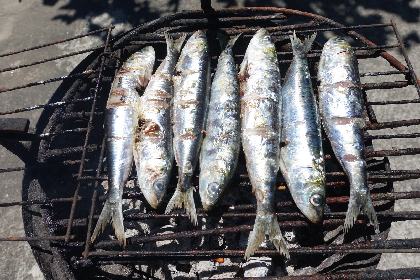 Traditional whole sardines roasting over open hot coals with coarse sea salt