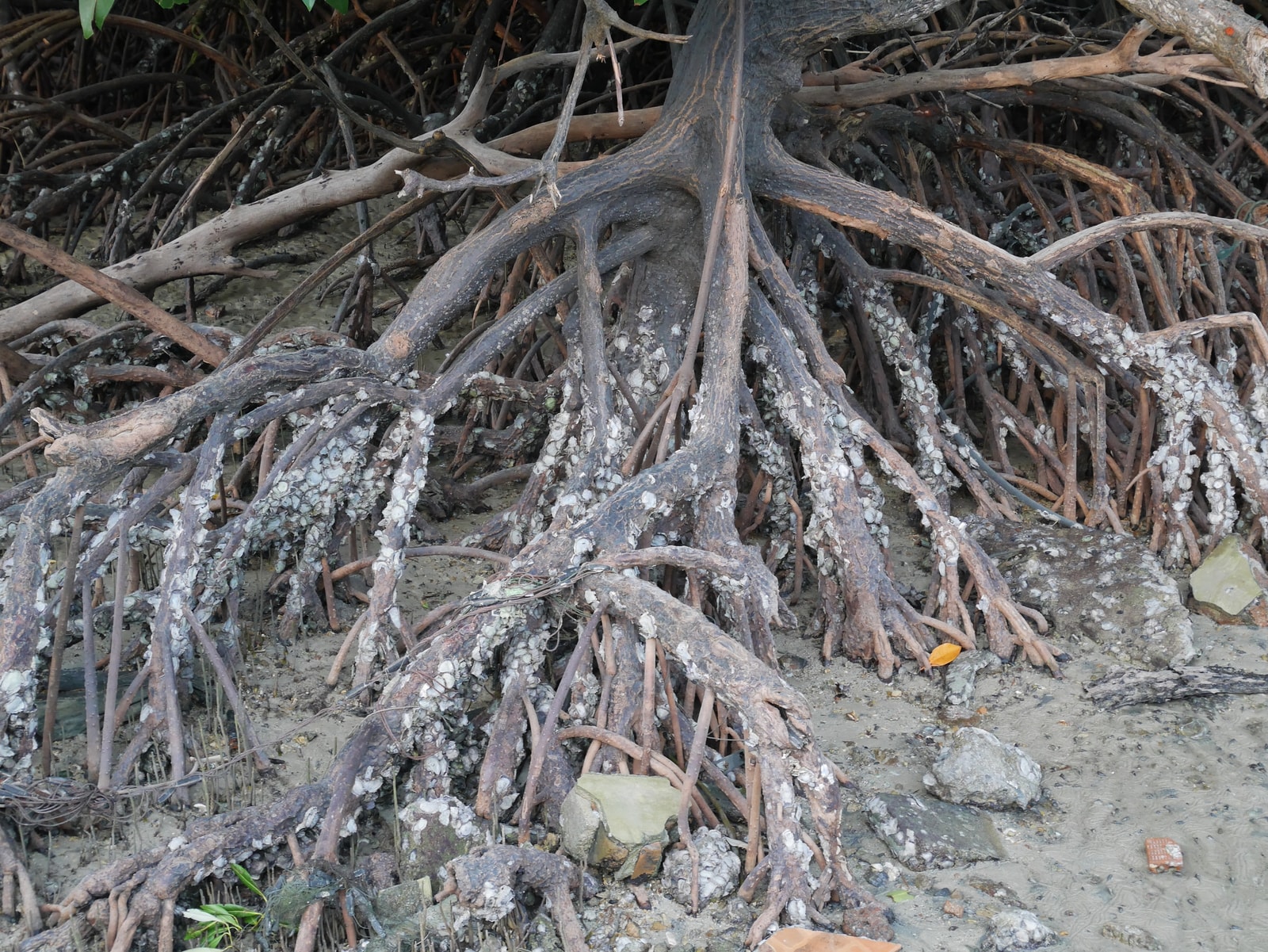The exposed, tangled roots of mangrove trees are visible on the muddy shoreline of Railay East during low tide.