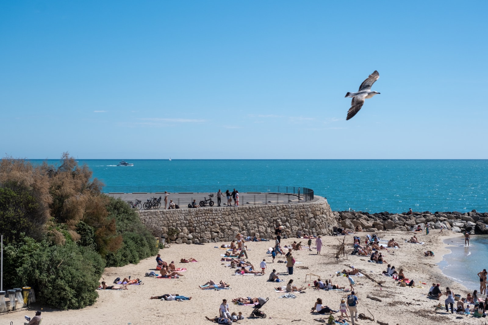 A seagull is captured mid-flight over a sandy bay with the historic stone walls of Antibes in the background.