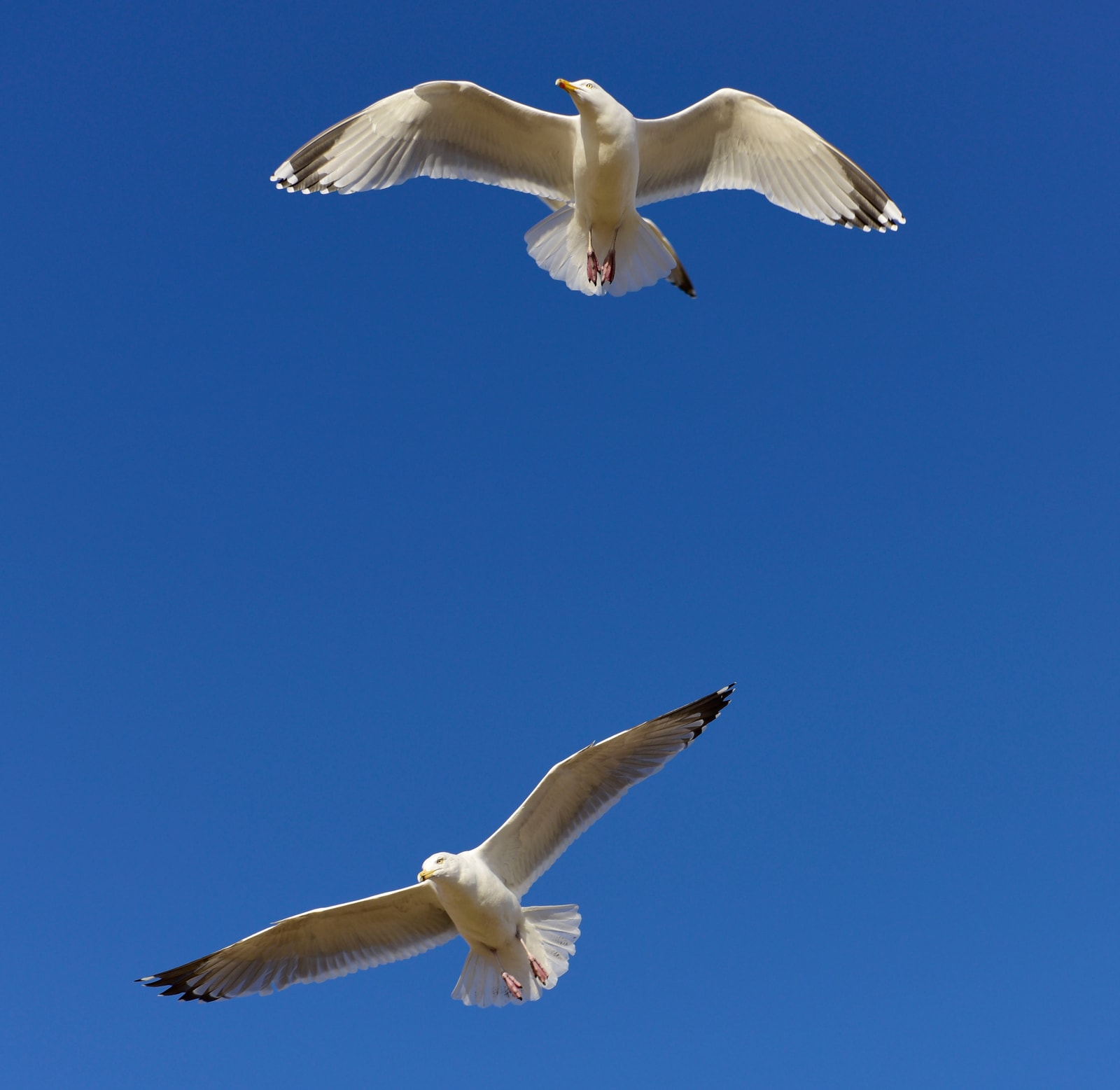 Two seagulls glide gracefully against a deep blue sky over the beach.