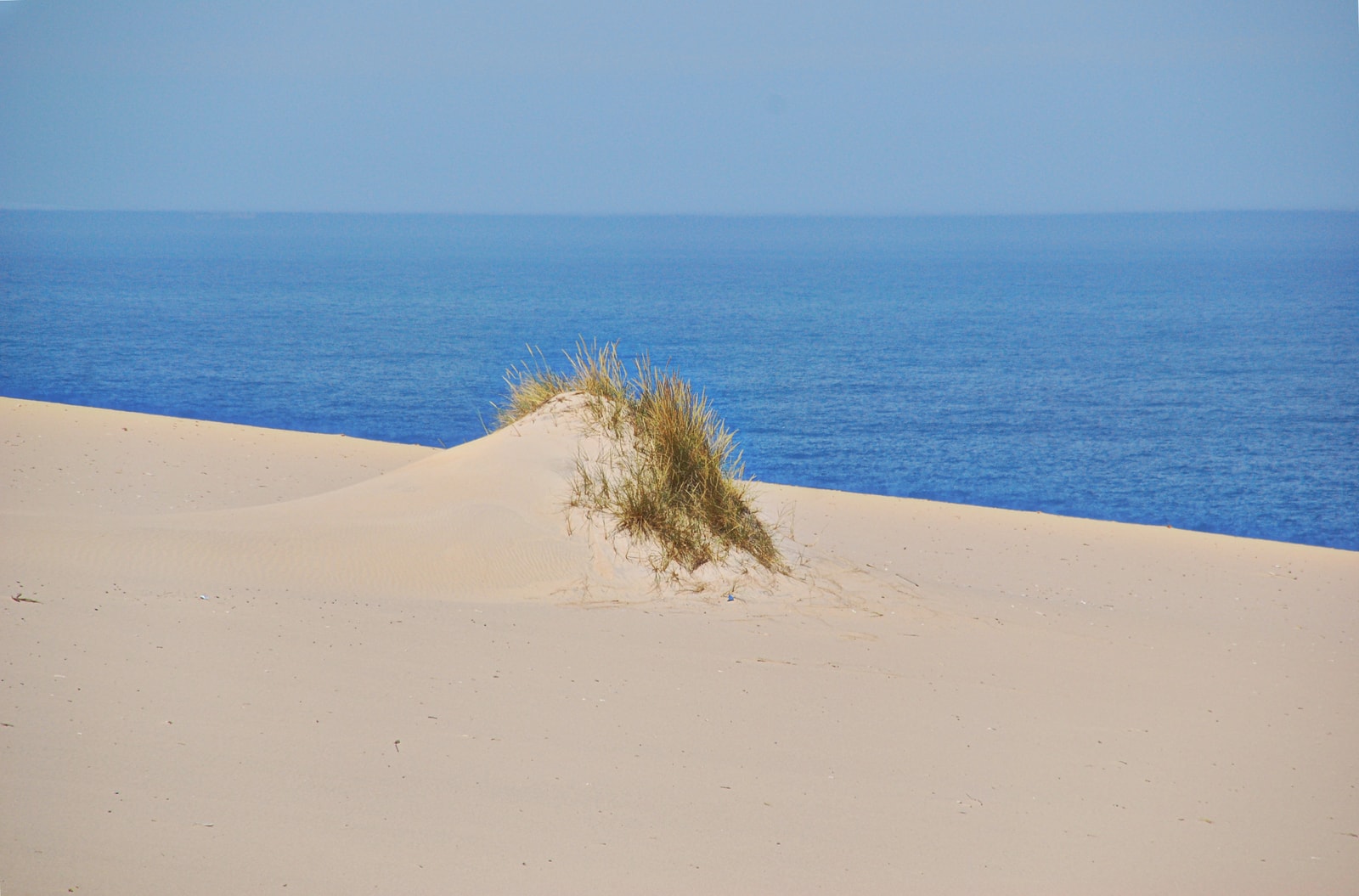 Minimalist shot of grass on sand dunes at Cresmina, near Guincho beach, representing coastal dune ecosystems