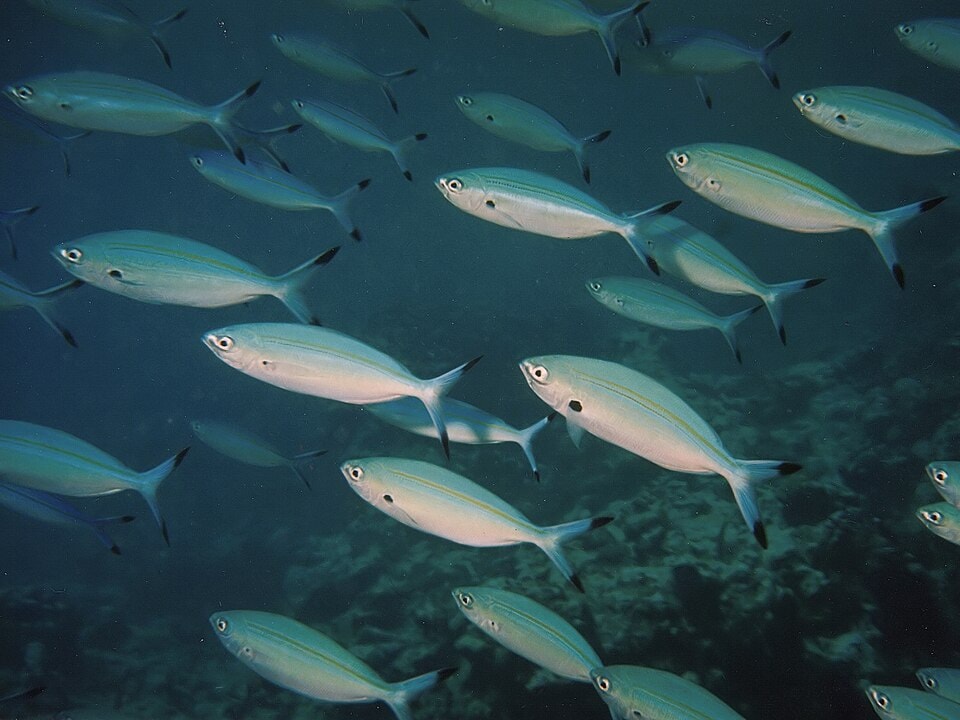 A school of slender, silver and blue Variable-lined fusilier fish swim over a coral reef in Trou aux Biches.