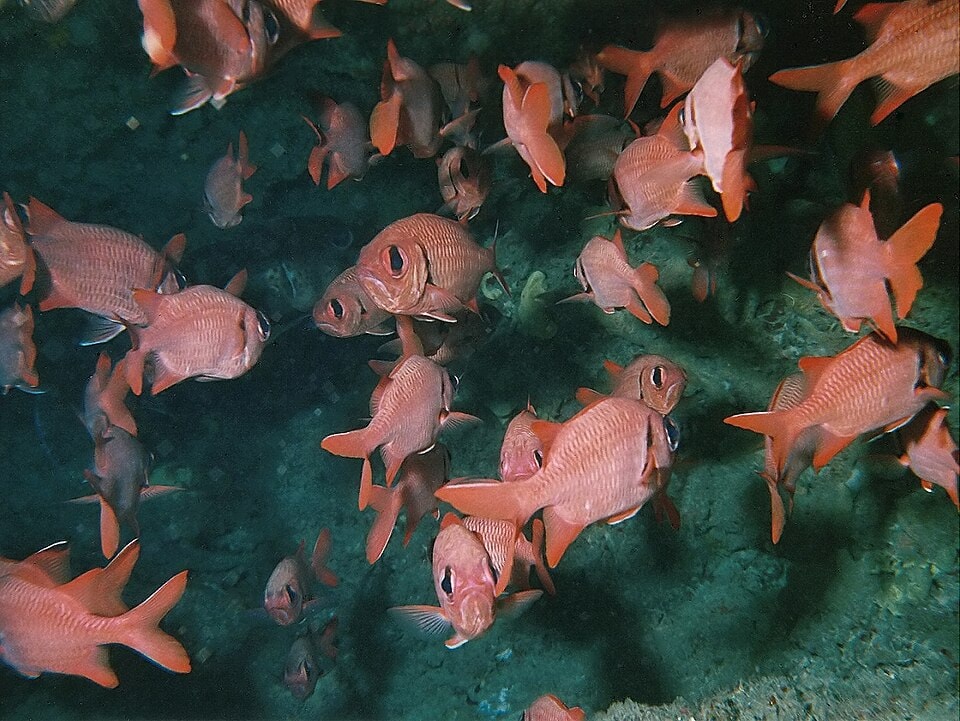 A bright red Bigeye soldierfish with large black eyes is pictured near coral formations off the coast of Trou aux Biches.
