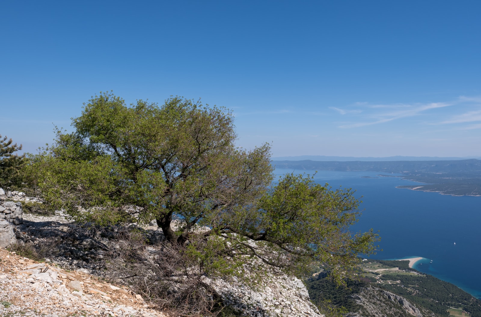 A lone tree stands on the rocky cliffs of Vidova Gora, overlooking the distant Zlatni Rat beach.