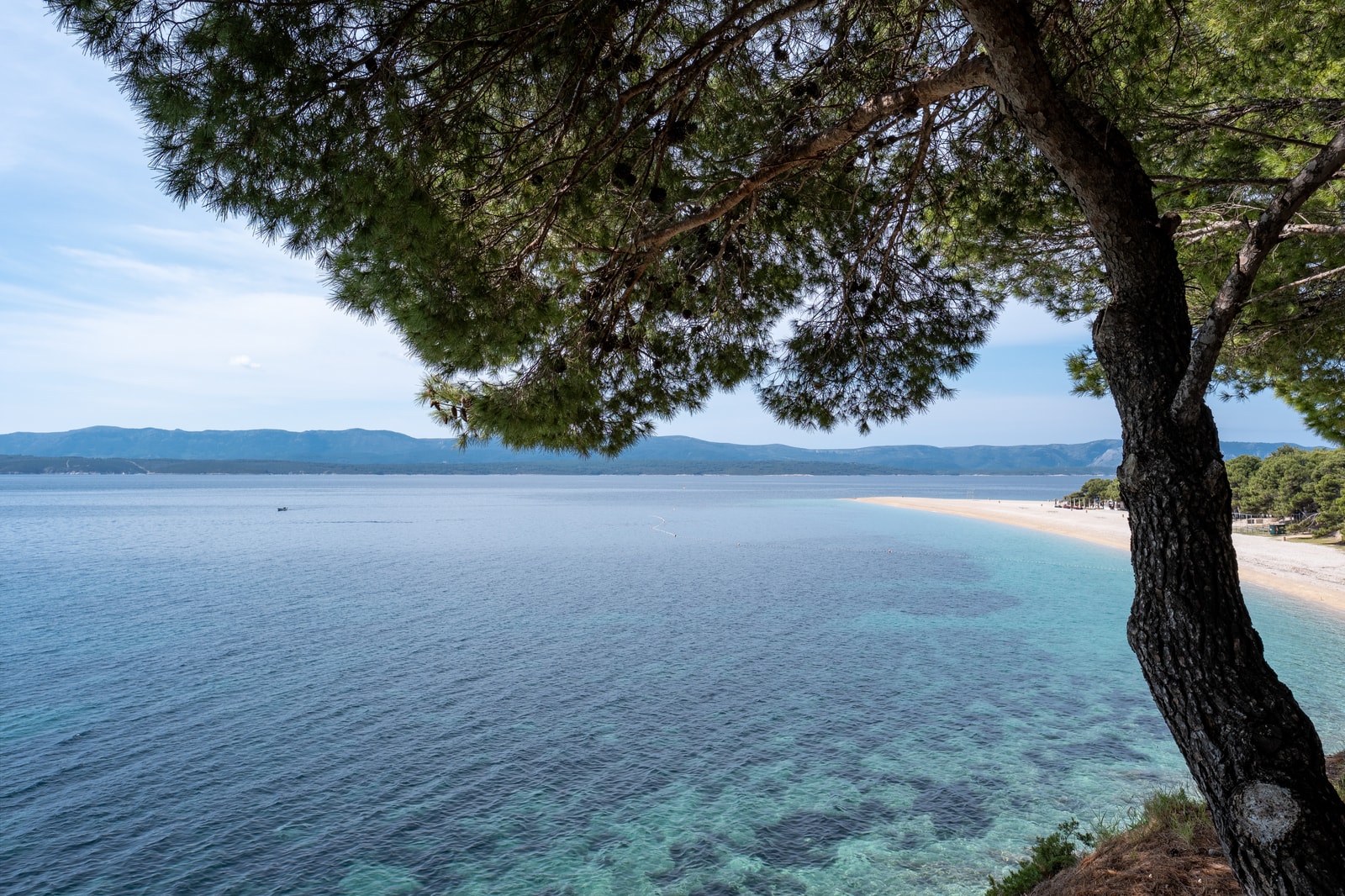 The branches of an Aleppo pine tree frame a view of the beautiful Zlatni Rat beach in the background.